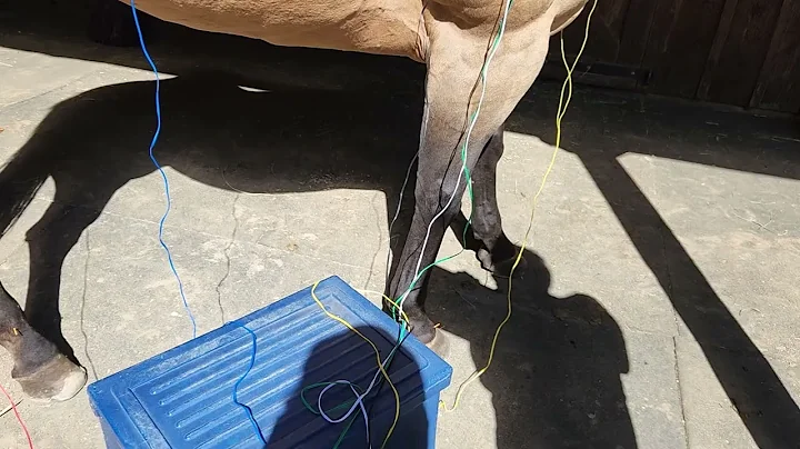 Dr. Regina Downey treating a horse with electro-ac...