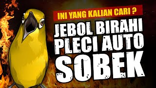 CARA CEPAT MENAIKAN BIRAHI BURUNG PLECI
