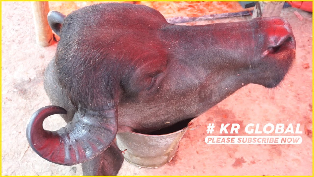 AWESOME WATER BUFFALO MEAT CUTTING | Water Buffalo Meat Cutting Skills