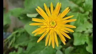 Beautiful Yellow Flower