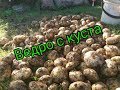 Эксперимент! «Ведро картошки с куста». Только правда!