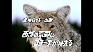 NHK 生き物地球紀行: 北アメリカロッキー山脈のコヨーテ