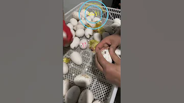 مساعدة البط على الخروج من البيضة بعد مرور 3 ايام على نقر البيض 