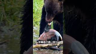 なぜクマは捕まえた鮭を残すのか？