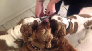 The Puppies Getting A Quick Treat