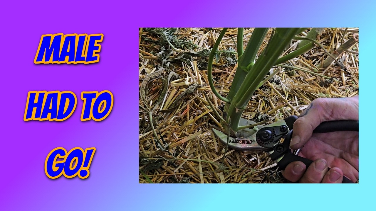 BBSD X NL#5 pt.6 - Terps inbound!