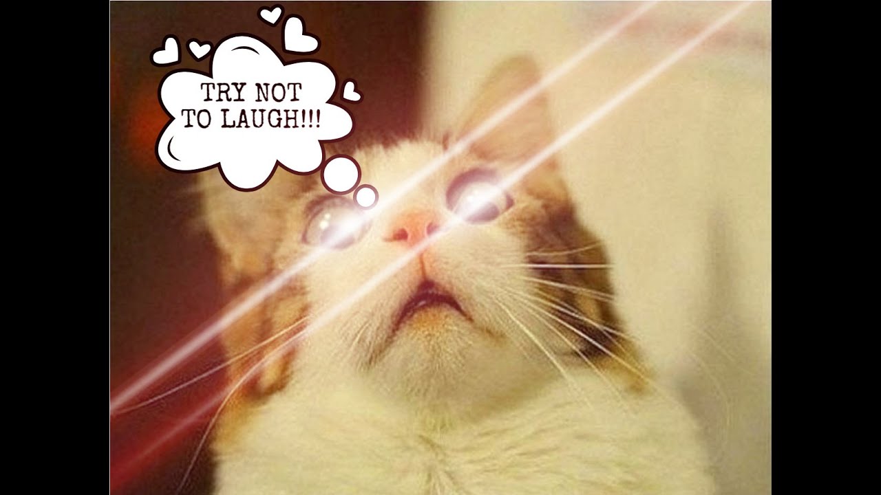 Animal Love Compilation