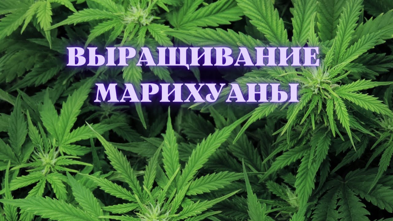 Выращивание марихуаны в домашних условиях / сорт Белая Вдова - YouTube