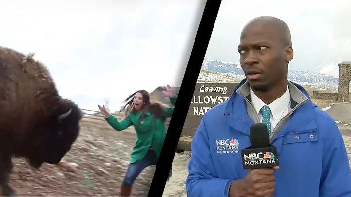 Reporter’s hilarious reaction to Bison and tourists