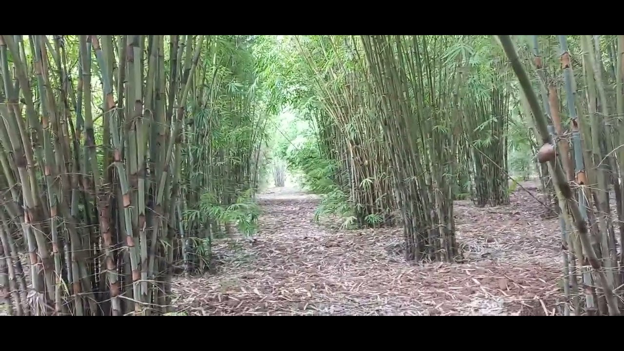 สวนไผ่ข้าวหลามกาบแดง ที่ปลูกจากการเพาะเมล็ด 0654411286 0899502128