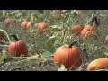 How to Harvest and Store Pumpkins