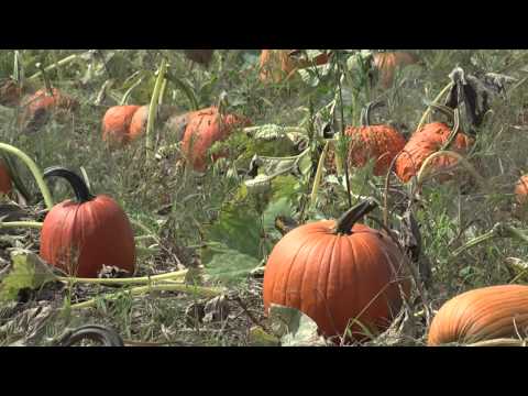 Video: When To Harvest Pumpkin And How To Store