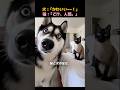 赤ちゃんに対する猫と犬の反応、見たことある?
