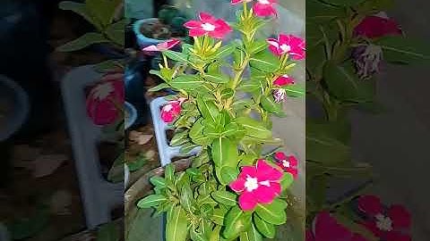 Vinca is a genus of flowering periwinkle  short video.