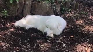少し涼しいので木陰でお昼寝 greatpyrenees グレートピレニーズ
