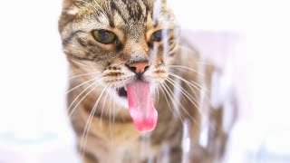 Tabby Cat Drinks Water In Slow Motion