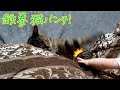 とうとう手を出した猫