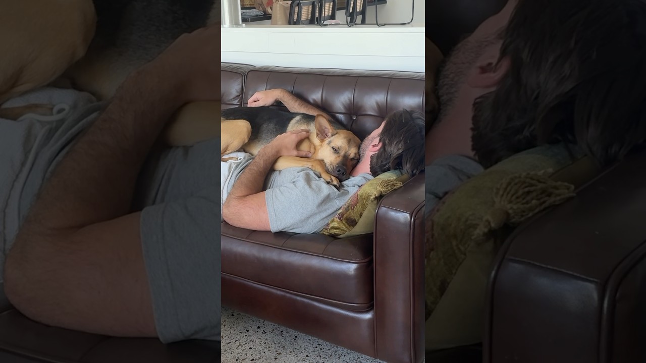 Rescue puppy snuggles up for afternoon nap