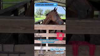 Barnaby really didn’t want to eat his veggies a year ago 😜😂 #sillyhorse #funnyhorse #lovehim