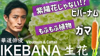 🌷【80秒!! 誰でも簡単 生け花】ビバーナム＆ガマ｜華道家 新井敬太｜IKEBANA Viburnum ＆ Cattail