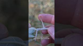 You Can Eat Russian Olives