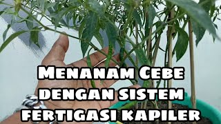 Cara Menanam Cebe Dengan Sistem Fertigasi Kapiler