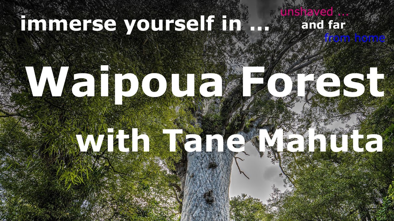 Waipoua Forest