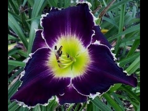 Daylily RAVENOUS BITE Flower was Introduced in 2012 - Very Rare - YouTube