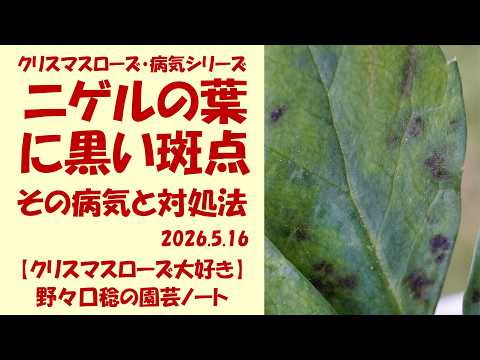 ヘレボルスの葉斑病を防ぐ5つの簡単ステップ