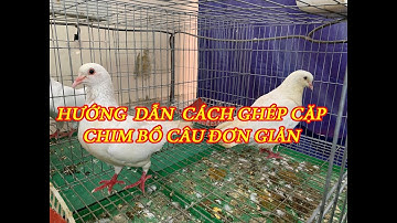 HƯỚNG DẪN CÁCH GHÉP CẶP CHIM BỒ CÂU ĐƠN GIẢN HIỆU QUẢ