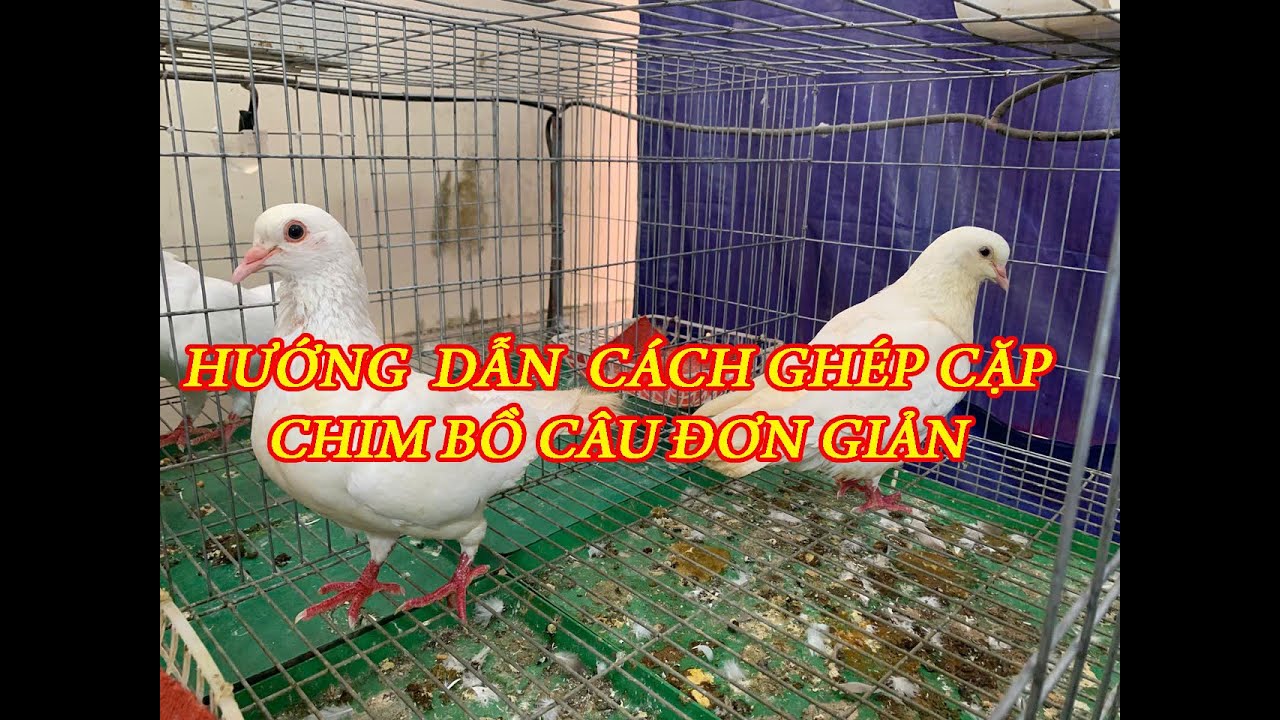 HƯỚNG DẪN CÁCH GHÉP CẶP CHIM BỒ CÂU ĐƠN GIẢN HIỆU QUẢ