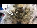 Matted dog hair removal