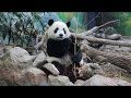 20211014 圓寶跟圓回家門 自我獎勵兩點心(早餐下) Giant Panda Yuan Yuan &amp; Yuan Bao