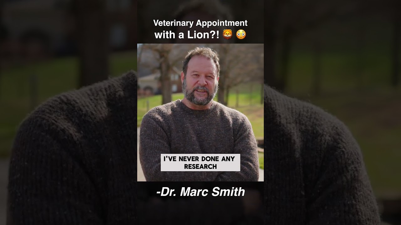 True or False: Can a Lion Lose His Mane? by Marc Smith, DVM, MS
