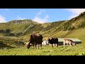 Stână de VACI în vârf de munte | Rasa BRUNĂ de Maramureș și BĂLȚATE - video 2020