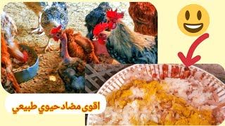 اصنع مضاد حيوي طبيعي فى منزلك للفراخ? واعرف سعر الفراخ الجديده ?