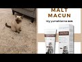KEDİ MALTI NEDİR? KEDİLER İÇİN MALT NEDEN GEREKLİDİR? KEDİLER İÇİN MALT KULLANILMALI MI? KEDİLER