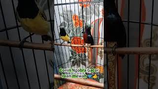 Konin Vs Sogon   kicaumania birdsong bird burungkicau