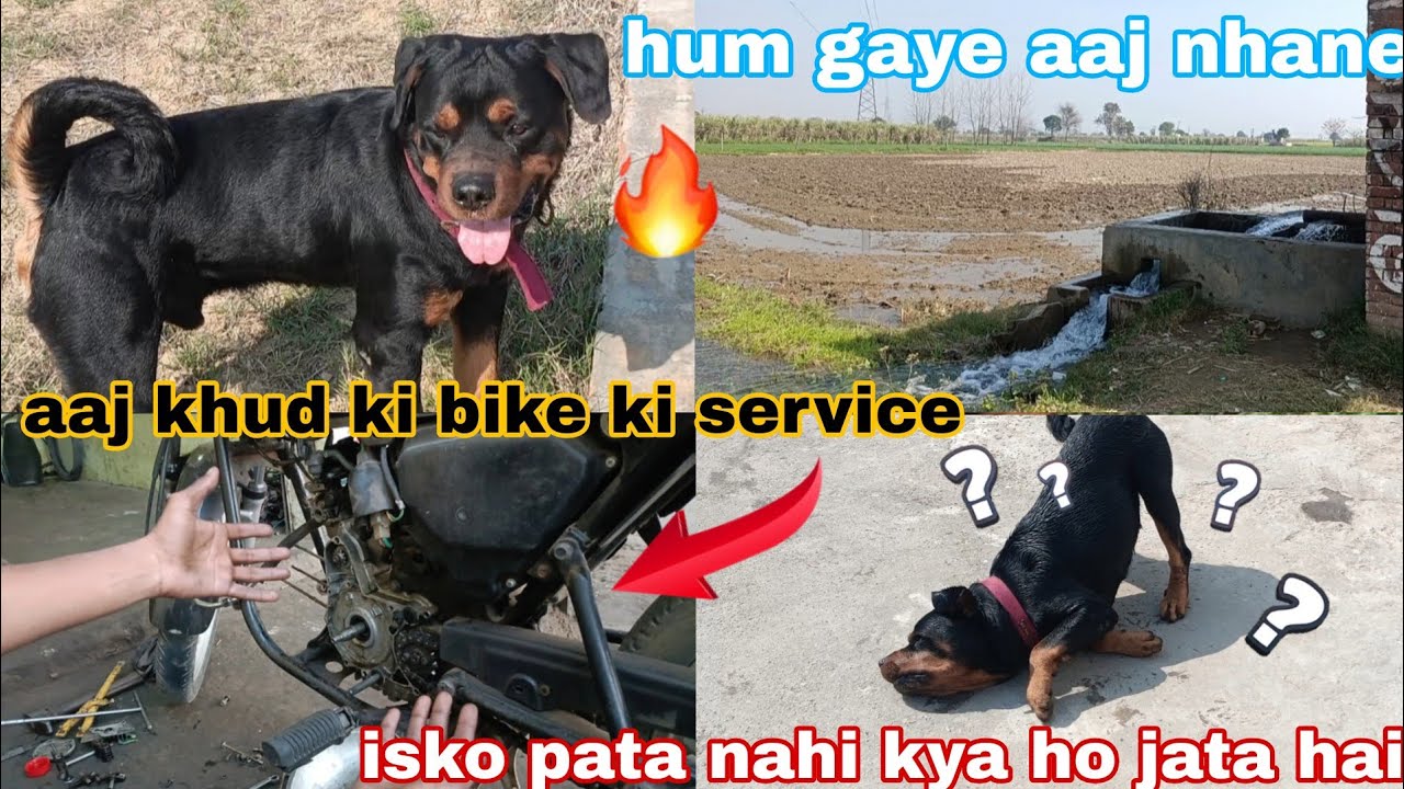 Dog vlog // Aaj bruno aur main gaye nhane // bike ki service khud ki