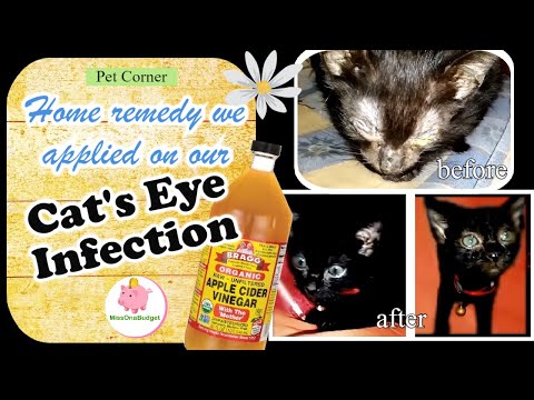 cat-eye-infection---home-remedy-(for-our-newly-adopted-cat)-❤️-missonabudget