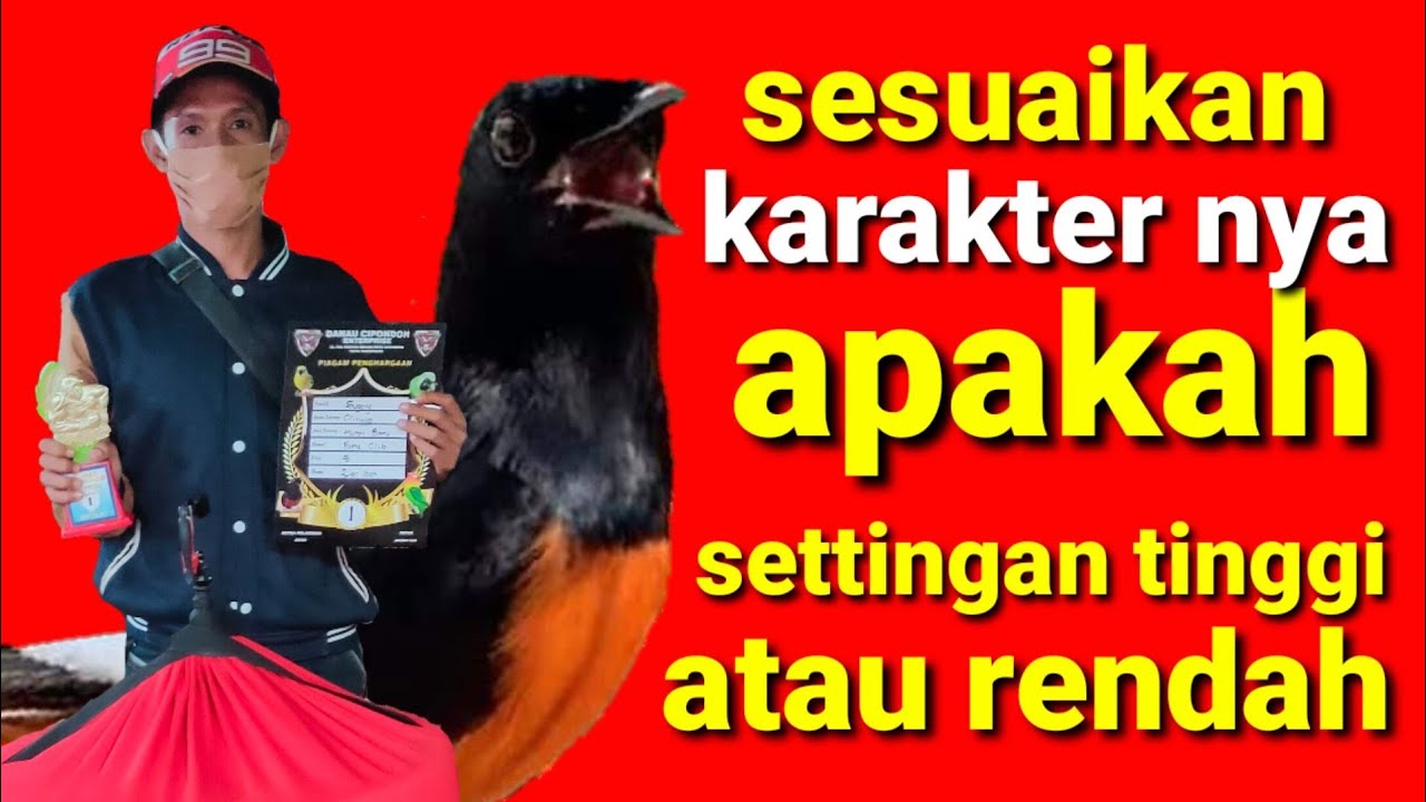 settingan murai batu yang simple