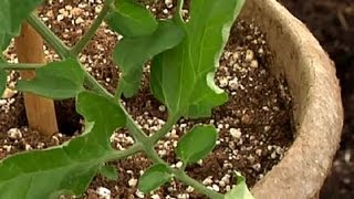 dracaena arborea Huge Dracaena 'Arborea' Single Stalk main image 0