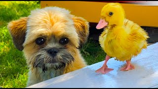 Cute Dog and funny Ducklings