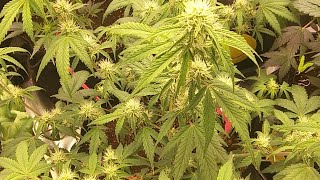 Okie GROW SHOW