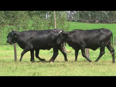 LOTE 164   21º LEILÃO SANTA LUZIA   LEITE COM RAÇA🥛🐄