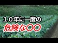 不作が来る？】寒いから安心すると危険⚠病害虫大発生。農家が語る異常気象の影響！今後の気温がおかしくなることの読み解き方を解説します