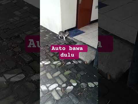 ke  dokter dulu ya sayang