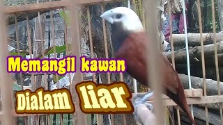 emprit kaji suara asli memanggil kawan di alam liar.