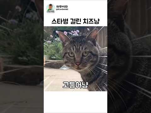 엄마 내가 성공시켜드릴께!! 냥! #고양이 #cat thumbnail
