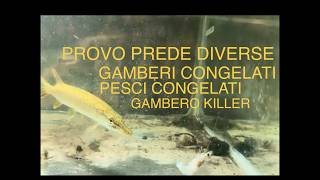 LUCCIO QUALI PREDE PREFERISCE?